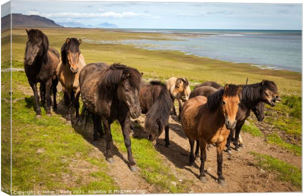 Icelandic Horses Canvas Print by Peter O'Reilly