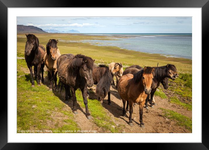 Icelandic Horses Framed Mounted Print by Peter O'Reilly