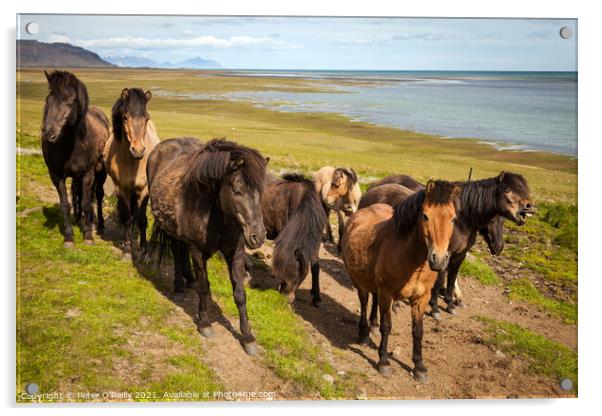 Icelandic Horses Acrylic by Peter O'Reilly
