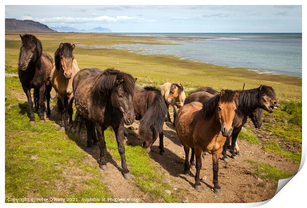 Icelandic Horses Print by Peter O'Reilly