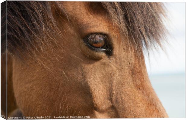 Portrait of an Icelandic Wild Horse Canvas Print by Peter O'Reilly