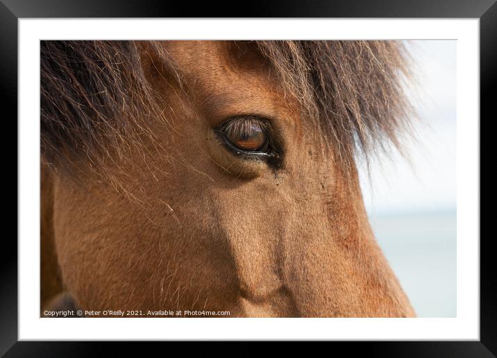 Portrait of an Icelandic Wild Horse Framed Mounted Print by Peter O'Reilly