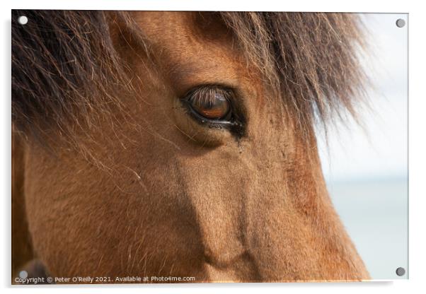 Portrait of an Icelandic Wild Horse Acrylic by Peter O'Reilly
