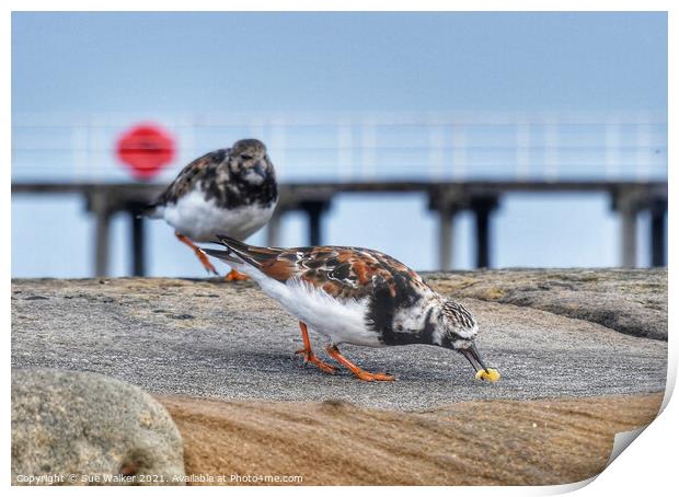 Turnstone Print by Sue Walker