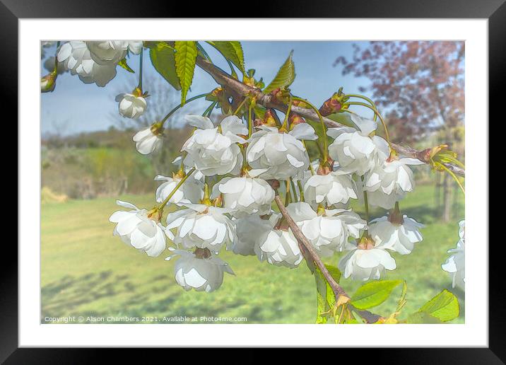  White Cherry Blossom  Framed Mounted Print by Alison Chambers