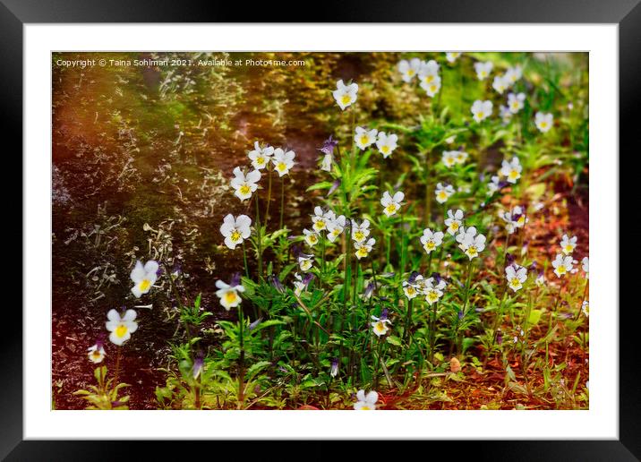 Viola arvensis Growing in Woods Framed Mounted Print by Taina Sohlman