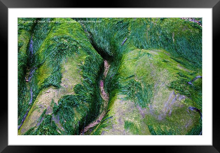 Artistic Algae Rocks Framed Mounted Print by Derek Daniel