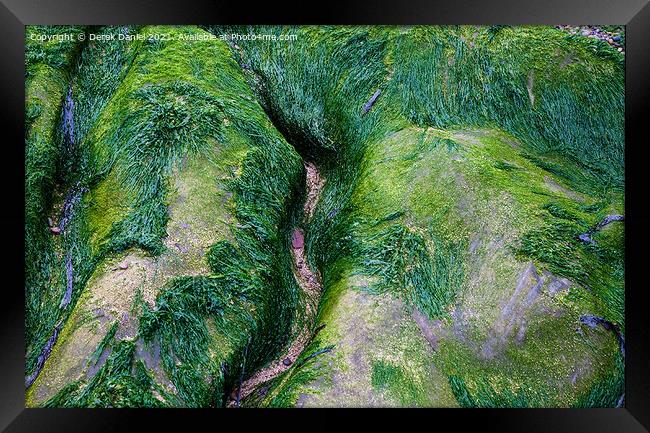 Artistic Algae Rocks Framed Print by Derek Daniel