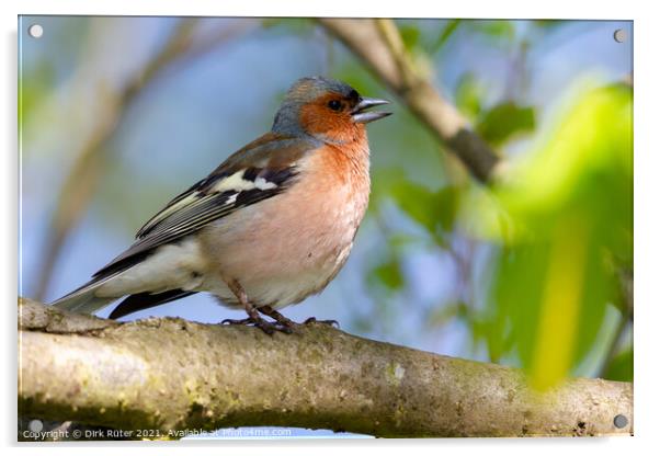 Common Chaffinch (Fringilla coelebs) Acrylic by Dirk Rüter