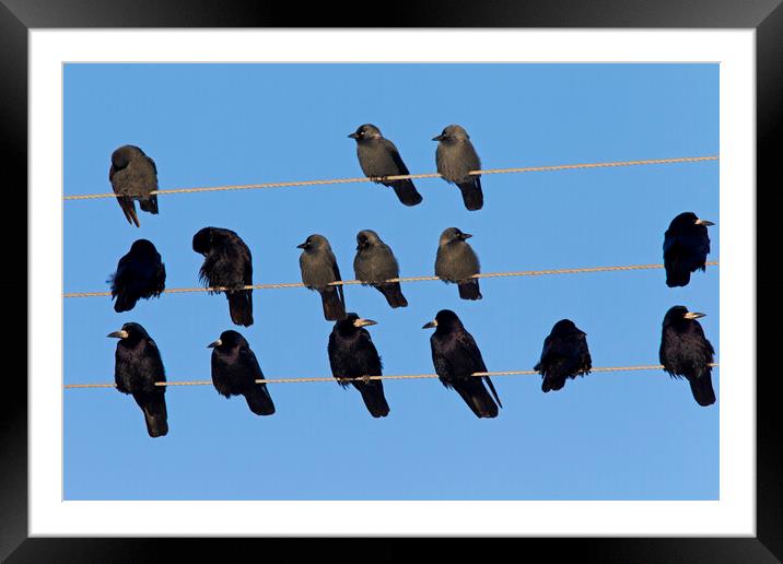 Rooks and Jackdaws on Telephone Wires Framed Mounted Print by Arterra 
