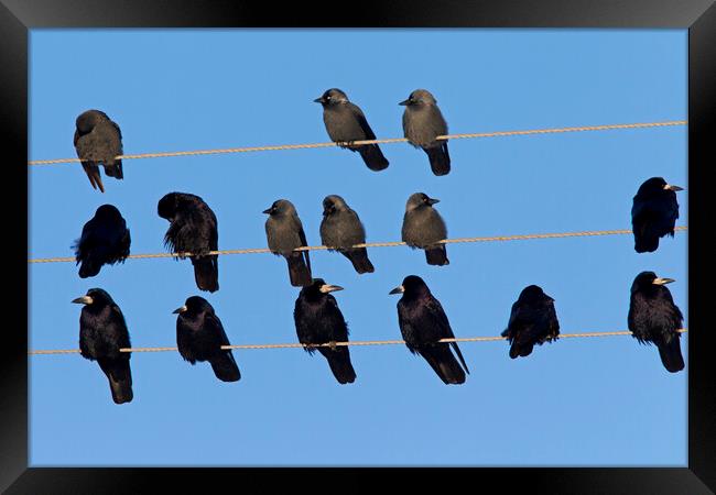 Rooks and Jackdaws on Telephone Wires Framed Print by Arterra 