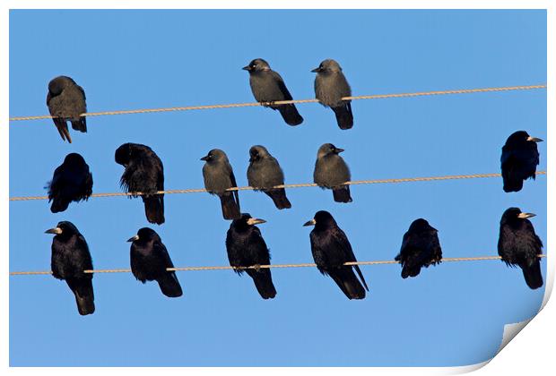 Rooks and Jackdaws on Telephone Wires Print by Arterra 