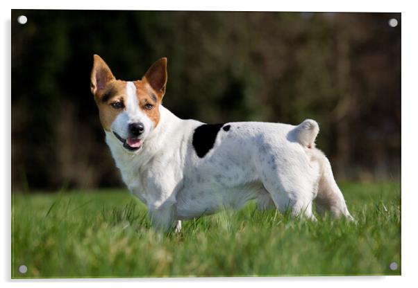 Smooth Coated Jack Russell Terrier Acrylic by Arterra 