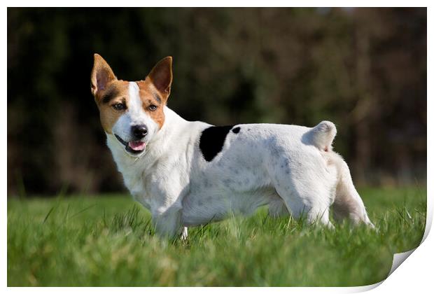 Smooth Coated Jack Russell Terrier Print by Arterra 