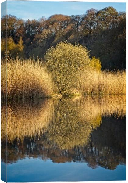 Clockburn Lake Reflections Canvas Print by Rob Cole