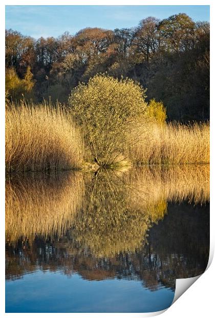 Clockburn Lake Reflections Print by Rob Cole
