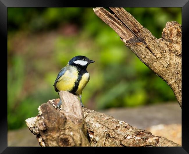 Great Tit, Parus Major Framed Print by Rob Cole