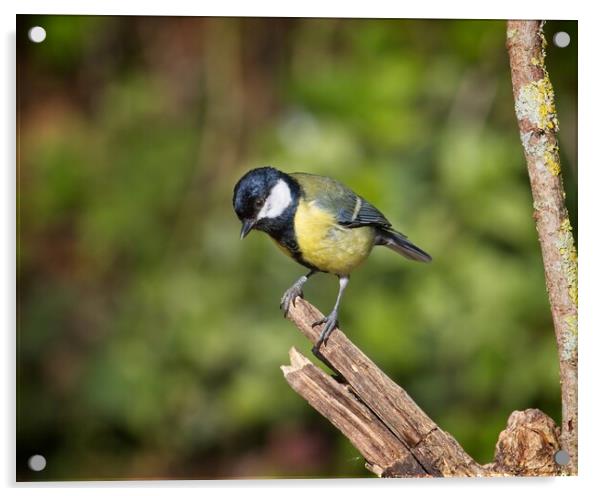 Great Tit, Parus Major Acrylic by Rob Cole