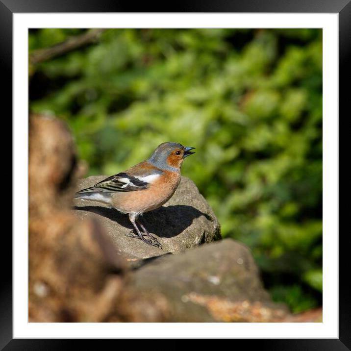 Chaffinch, Fringilla coelebs Framed Mounted Print by Rob Cole