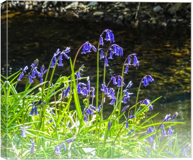 Bluebells by the River Canvas Print by Jane Metters
