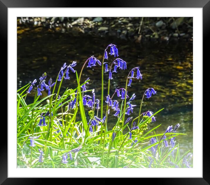 Bluebells by the River Framed Mounted Print by Jane Metters