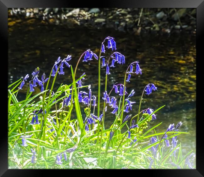 Bluebells by the River Framed Print by Jane Metters
