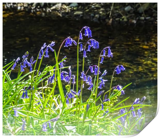 Bluebells by the River Print by Jane Metters