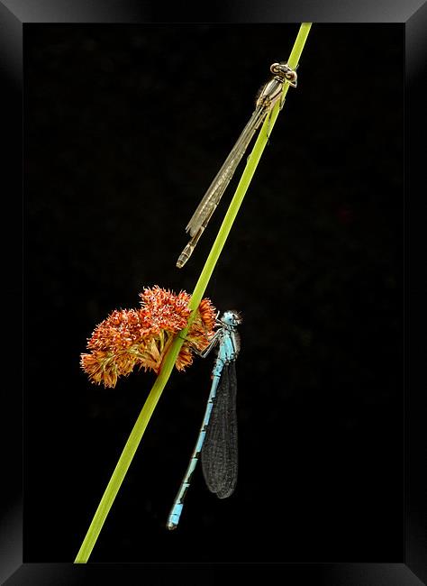 COMMON BLUE DAMSELFLY Framed Print by Anthony R Dudley (LRPS)