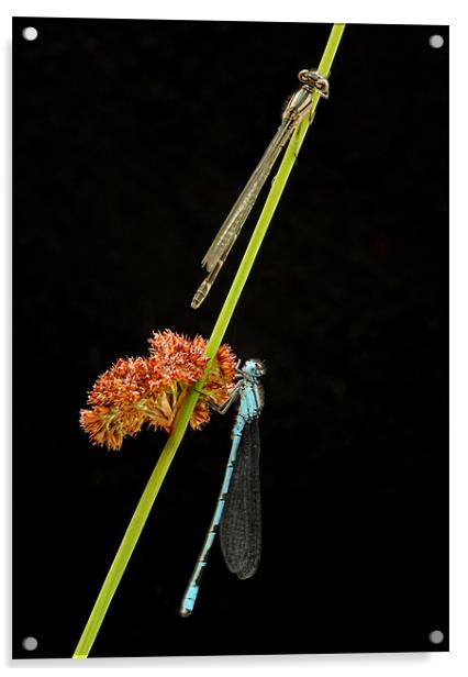 COMMON BLUE DAMSELFLY Acrylic by Anthony R Dudley (LRPS)