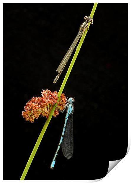 COMMON BLUE DAMSELFLY Print by Anthony R Dudley (LRPS)