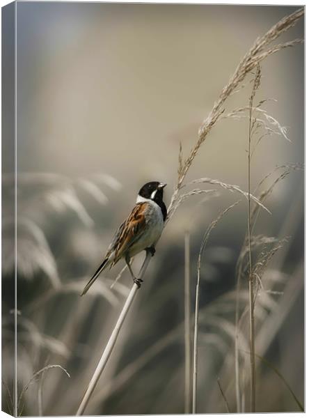 REED BUNTING Canvas Print by Anthony R Dudley (LRPS)