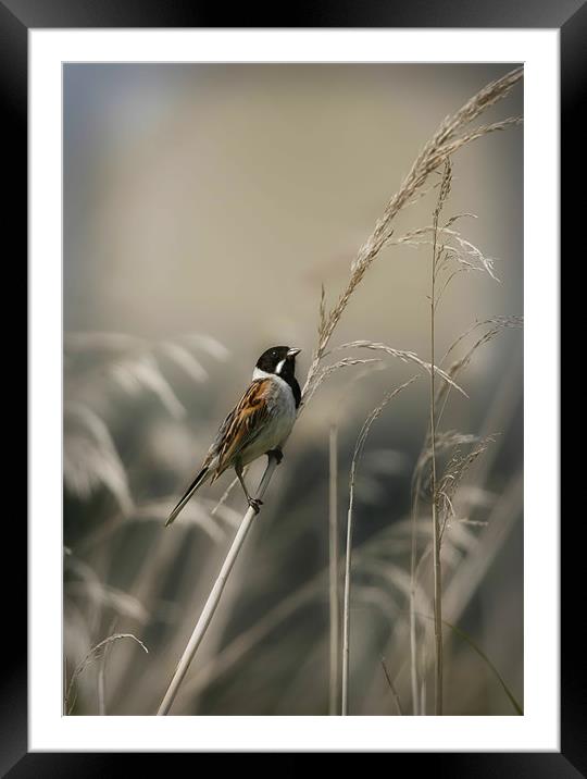 REED BUNTING Framed Mounted Print by Anthony R Dudley (LRPS)