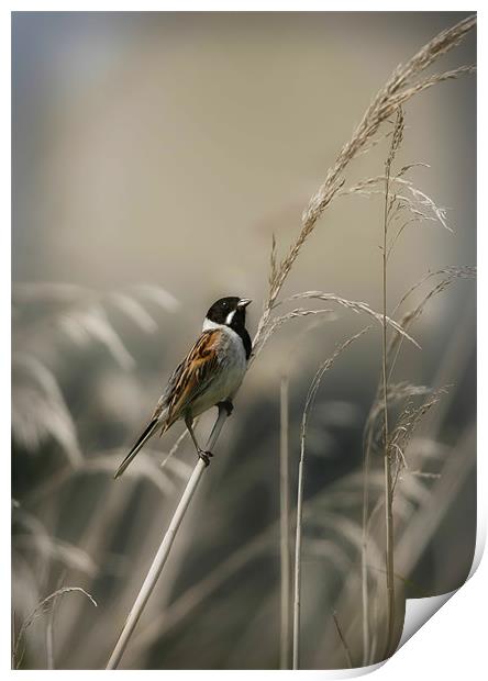 REED BUNTING Print by Anthony R Dudley (LRPS)