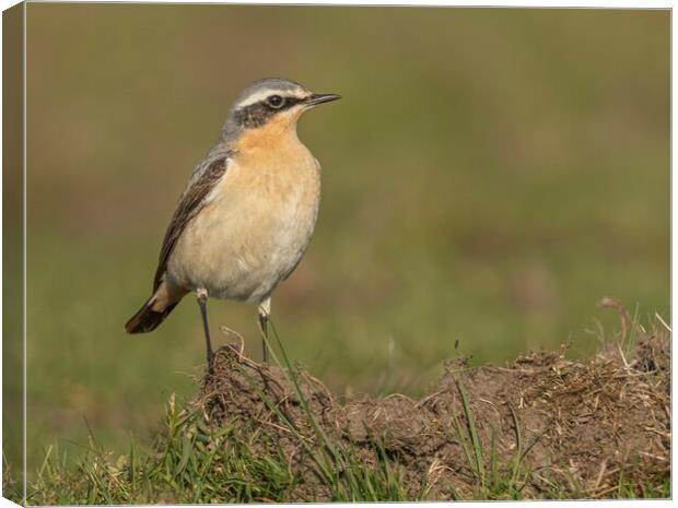 Female Northern Wheatear Canvas Print by Jonathan Thirkell