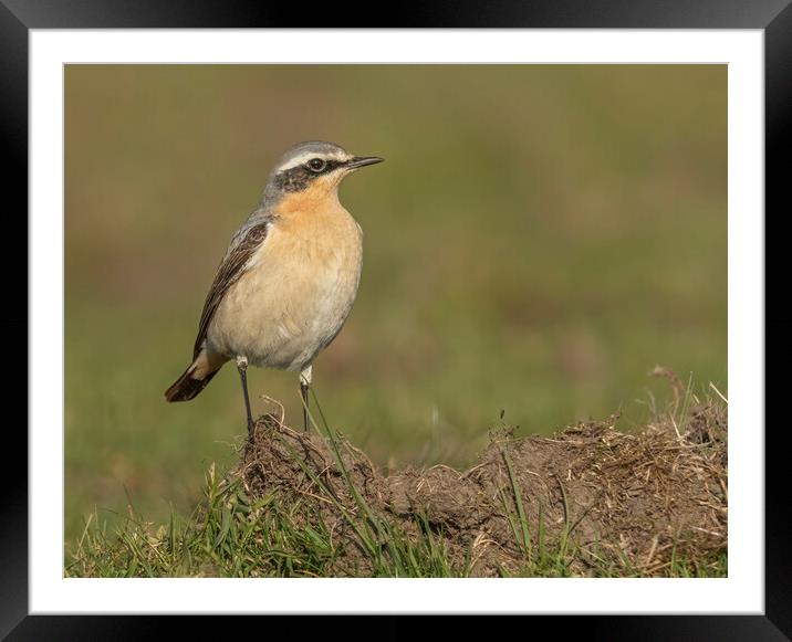 Female Northern Wheatear Framed Mounted Print by Jonathan Thirkell