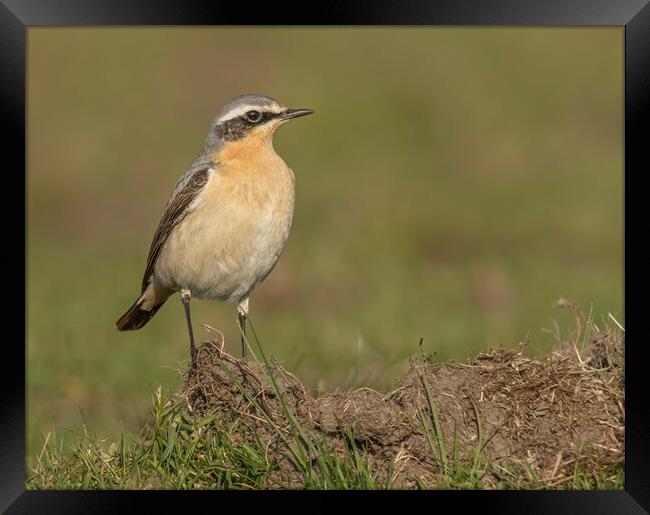Female Northern Wheatear Framed Print by Jonathan Thirkell