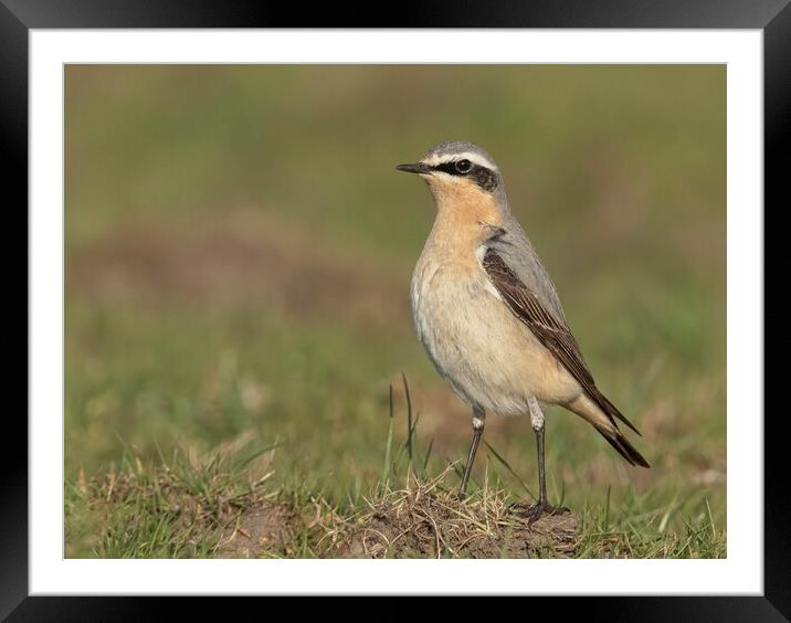 Female Northern Wheatear  Framed Mounted Print by Jonathan Thirkell