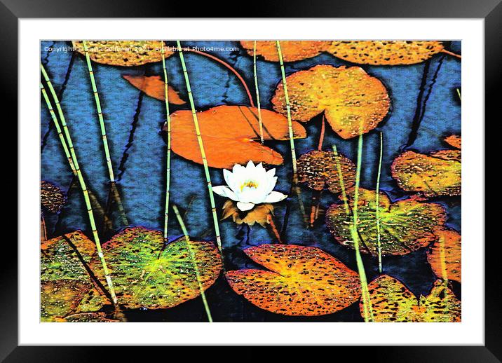 White Water Lily, Nympaea alba Framed Mounted Print by Taina Sohlman