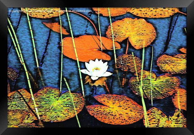 White Water Lily, Nympaea alba Framed Print by Taina Sohlman