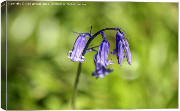 Solitary Bluebell Flower in a Bluebell Wood Brecon Canvas Print by Nick Jenkins