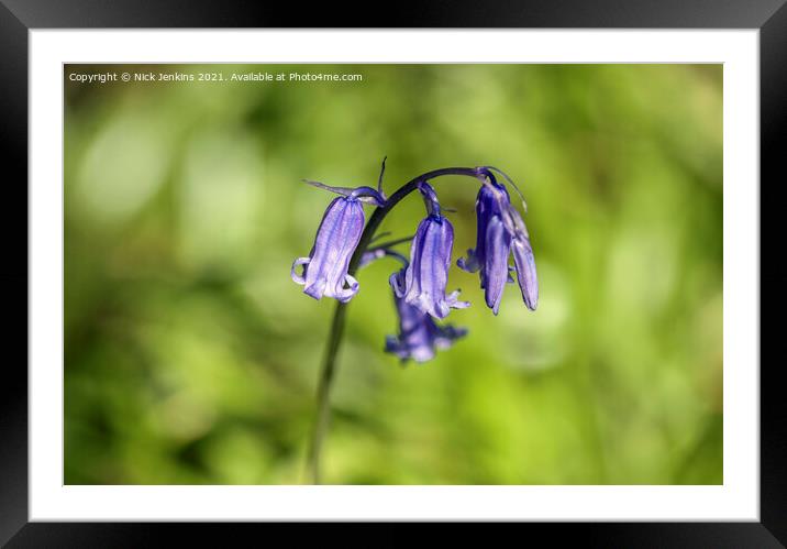 Solitary Bluebell Flower in a Bluebell Wood Brecon Framed Mounted Print by Nick Jenkins