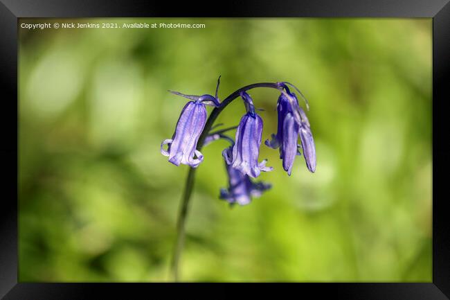 Solitary Bluebell Flower in a Bluebell Wood Brecon Framed Print by Nick Jenkins
