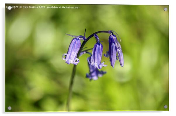 Solitary Bluebell Flower in a Bluebell Wood Brecon Acrylic by Nick Jenkins