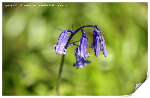 Solitary Bluebell Flower in a Bluebell Wood Brecon Print by Nick Jenkins