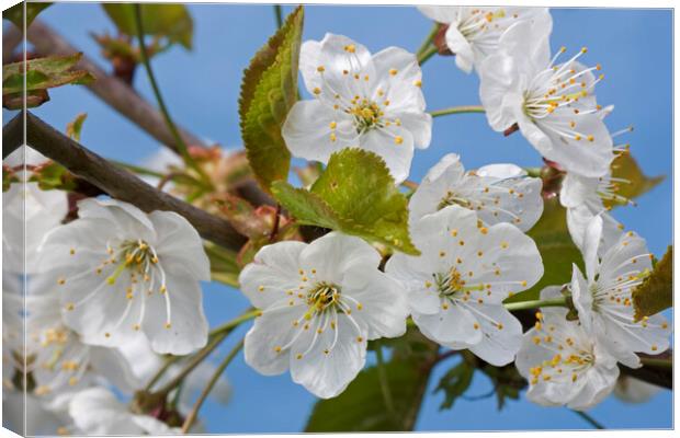 Wild Cherry Blossoming in Springtime Canvas Print by Arterra 