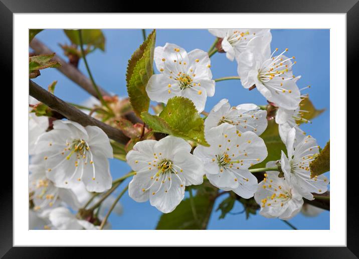 Wild Cherry Blossoming in Springtime Framed Mounted Print by Arterra 