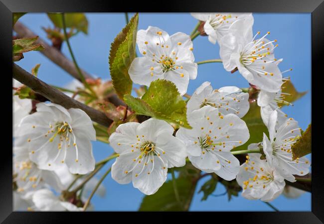 Wild Cherry Blossoming in Springtime Framed Print by Arterra 