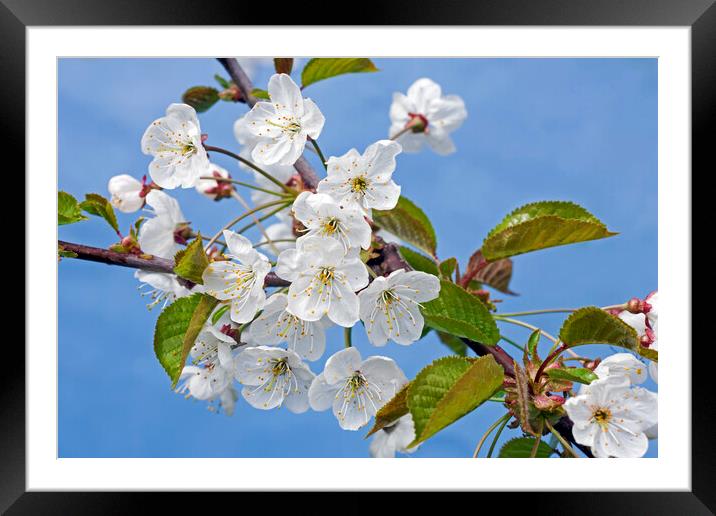 Sweet Cherry Tree Flowering in Spring Framed Mounted Print by Arterra 
