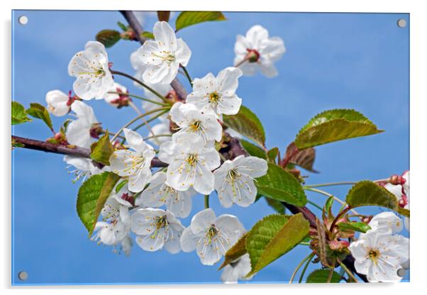 Sweet Cherry Tree Flowering in Spring Acrylic by Arterra 