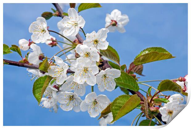 Sweet Cherry Tree Flowering in Spring Print by Arterra 